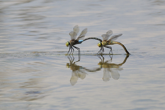 Anax parthenope ?